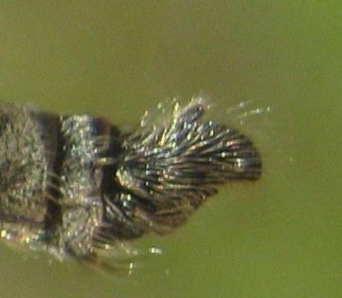 Machimus gonatistes